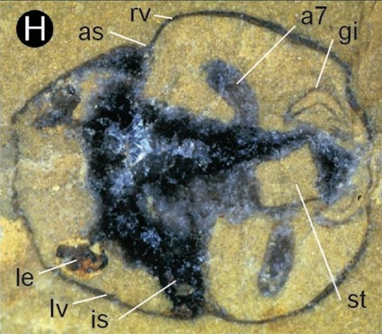 Ostracode fossile