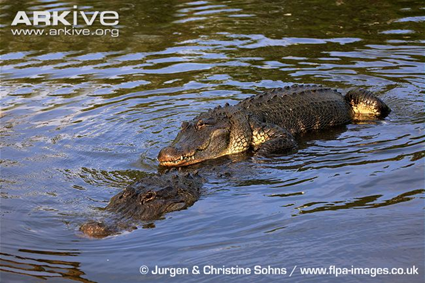 Copulation de crocodiles du Nil