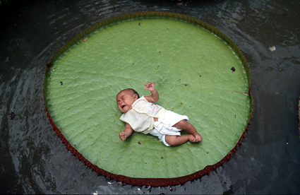 Baby on a Lily