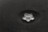 Leidenfrost Effect