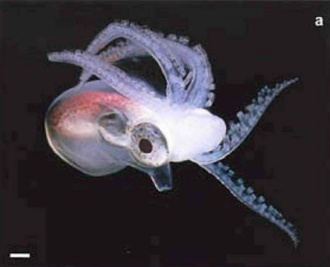 Tremoctopus mâle