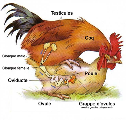 Non-Coït aviaire (poule/coq). Le dépôt de sperme par le mâle se fait directement dans cloaque femelle, sans pénétration.