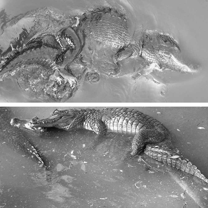 Accouplement d'alligators d'Amérique (haut) et de Caïmans à lunette (bas), Vladimir Dinets