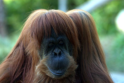 Orang-Outan