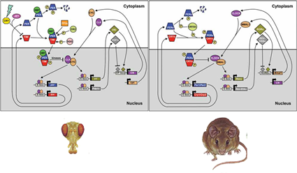 Conservation des réseaux génétiques circadiens entre la drosophile et la souris
