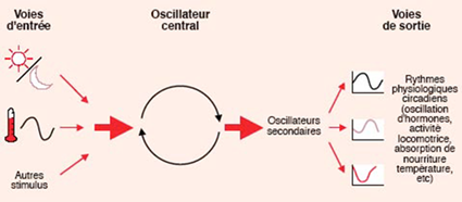 Modèle de l'oscillateur central