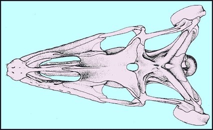 Foramen parietal chez 

Plioplatecarpus
