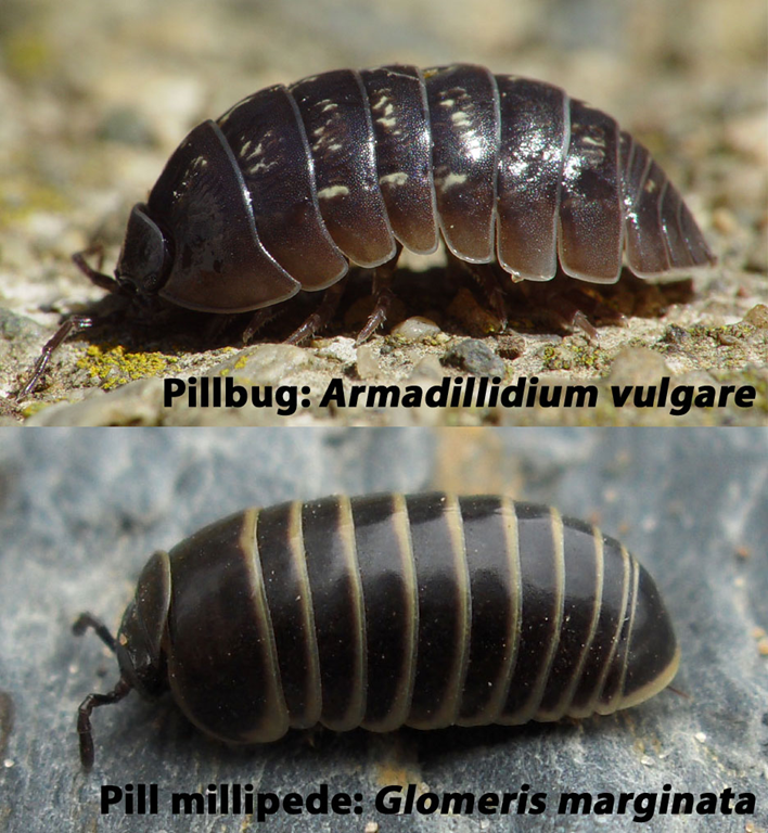 Comparaison entre le cloporte Armadillidium vulgare et le mille-pattes Glomeris marginata