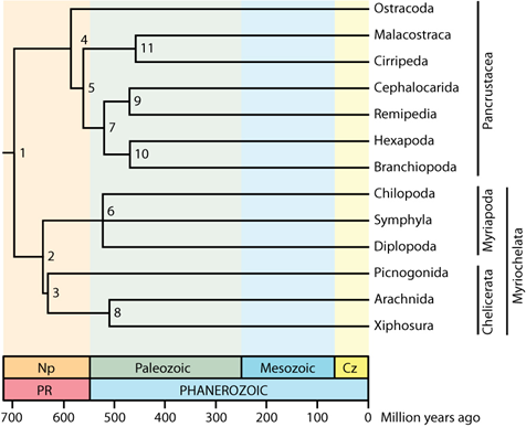 Arbre phylogénétique daté des Arthropodes, Pisani et al. 2009