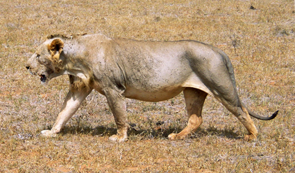 Lion glabre du Tsavo