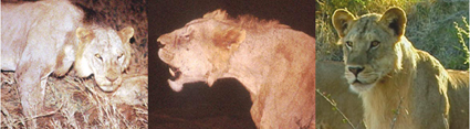 Crinières lions du Tsavo