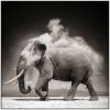 Elephant with exploding dust, amboseli, 2004, Nick Brandt