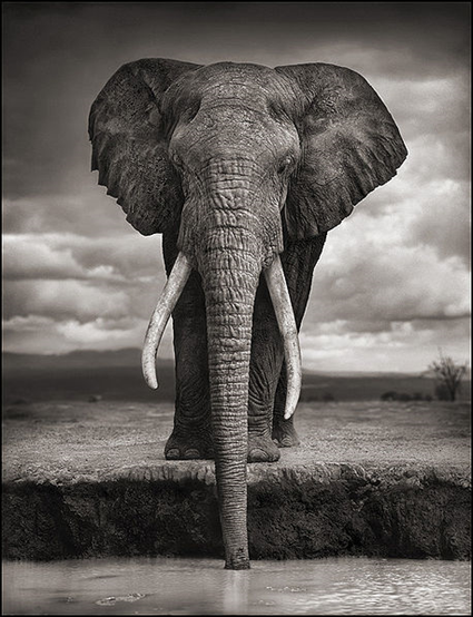 Elephant Drinking, Amboseli, 2007,Nick Brandt