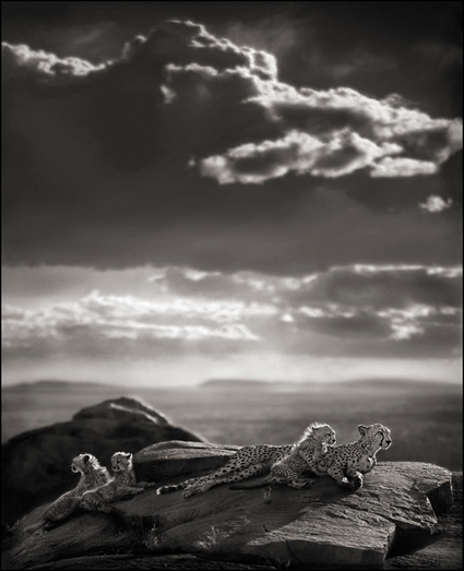 Cheetah and Cubs Lying on Rock, Serengeti 2007, Nick Brandt