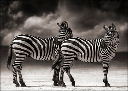 Zebra turning heads, Ngorongoro crater, 2005, Nick Brandt