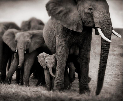 Elephant Mother & 2 Babies, Serengeti, 2002, Nick Brandt