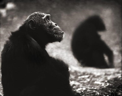 Chimpanzee Monks, Mahale, 2003, Nick Brandt