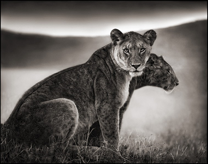 Sitting Lionesses, Serengeti, 2002, Nick Brandt