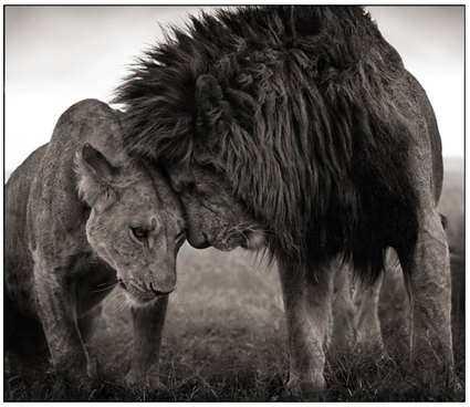 Lions Head to Head, Masai Mara, 2008, Nick Brandt