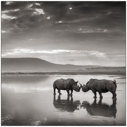 Rhinos on Lake, Lake Nakuru, 2007, Nick Brandt