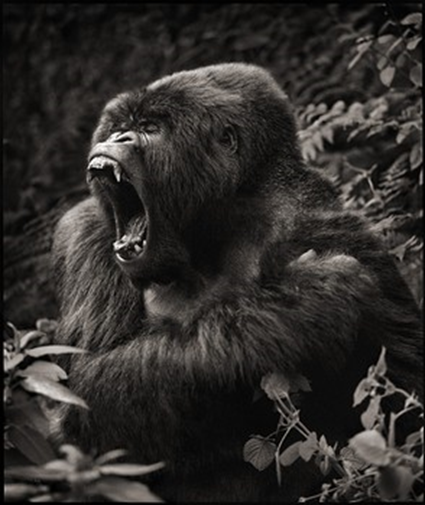 Gorilla Baring teeth, Parc des Volcans, 2008, Nick Brandt