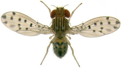 Drosophila guttifera