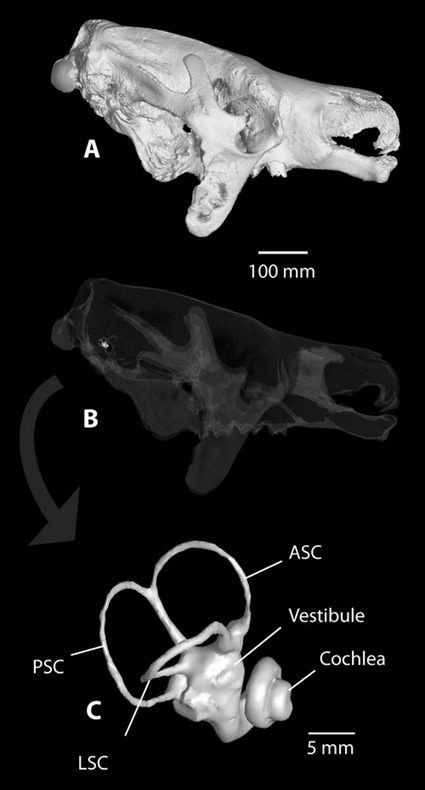La reconstruction 3D du crâne et de l’oreille (Billet et al., 2013). Copyright Journal of Anatomy.