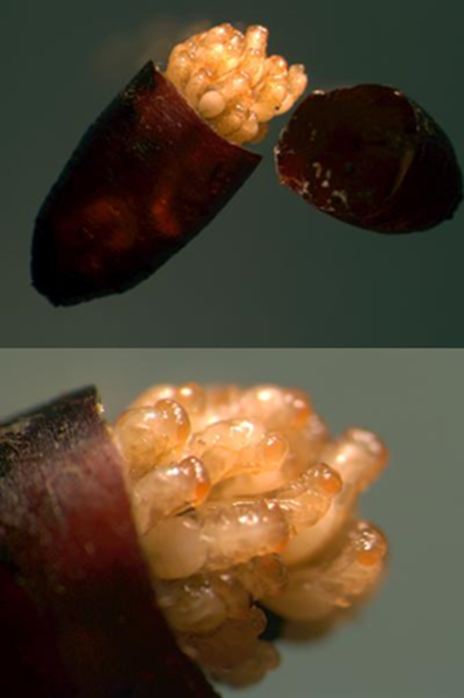 Nasonias en stade pupal dans la carcasse d'une pupe de mouche Calliphoridé