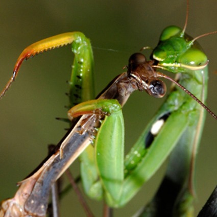 religieuse mante mange tete mantis chatre