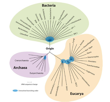 3 domaines du Vivant: Eubactéries, Eucaryotes et Archées