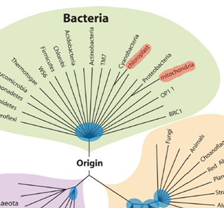 Où se placent les mitochondries et les chloroplastes dans l'arbre du vivant