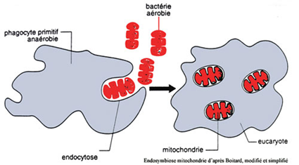 Endosymbiose de la mitochondrie