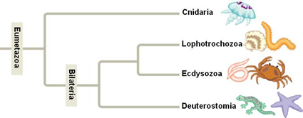 L'arbre phylogénétique des Eumétazoaires