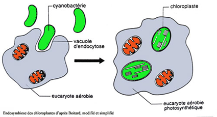 Endosymbiose des chloroplastes