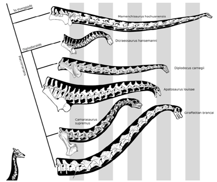 Diagramme représentant la taille des cous de quelques sauropodes... et une girafe, Taylor et al. (2011)