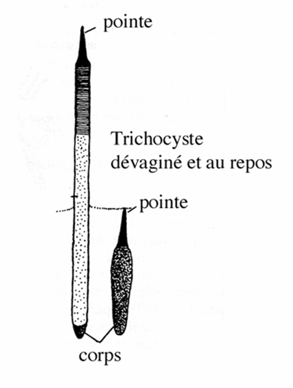 Trichocyste