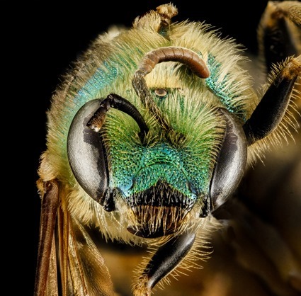 Agapostemon virescens