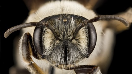 Andrena barbara