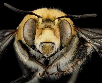 Anthophora affabilis