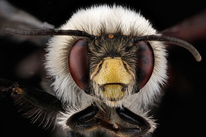 Anthophora bomboides