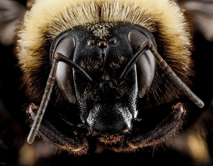 Bombus auricomus