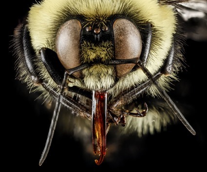 Bombus griseocollis