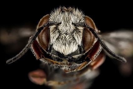 Coelioxys alternata