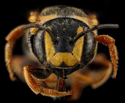 Dianthidium curvatum