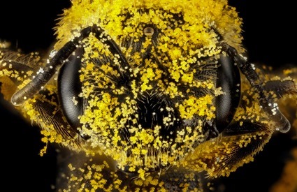 Halictus ligatus