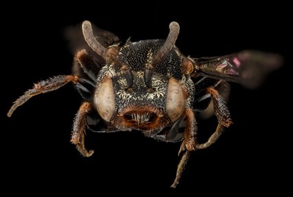 Holcopasites heliopsis