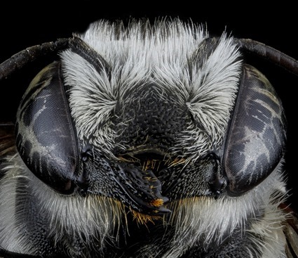 Megachile brevis