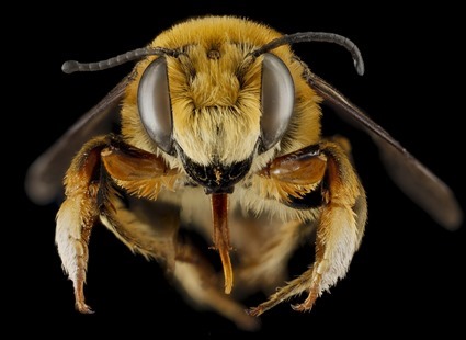 Megachile fortis