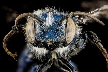 Osmia chalybea