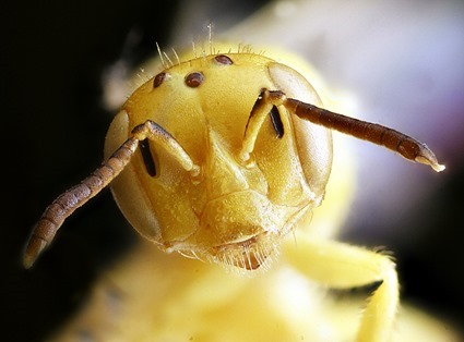 Perdita luteola